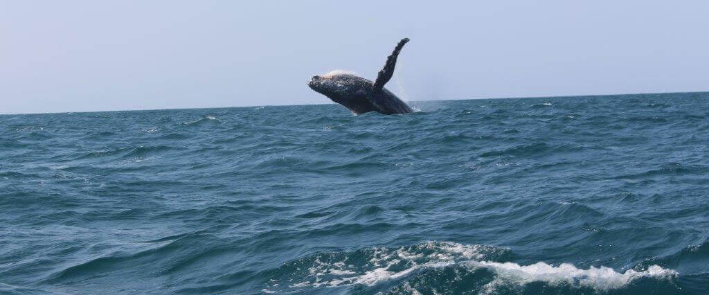 Whale at Naara Eco-Lodge